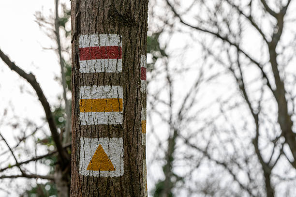 Colorful trail markings are painted on the bark of a tree, indicating different hiking paths. The red, yellow, and triangle symbols are used for navigation by hikers in a natural forest environment.