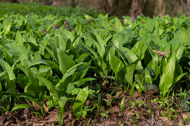 istock Wild garlic leaves growing on forest floor 2208650016