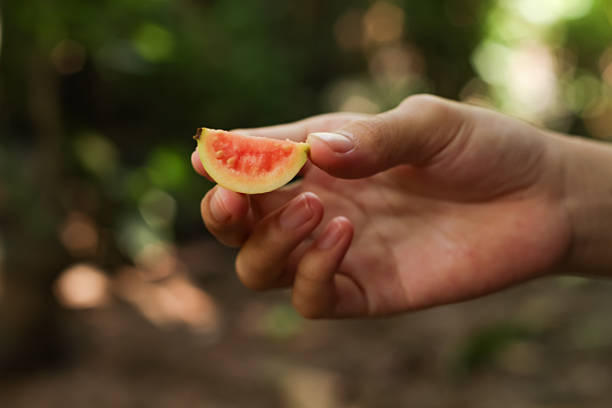 istock sliced ​​red guava held in hand 2208653694