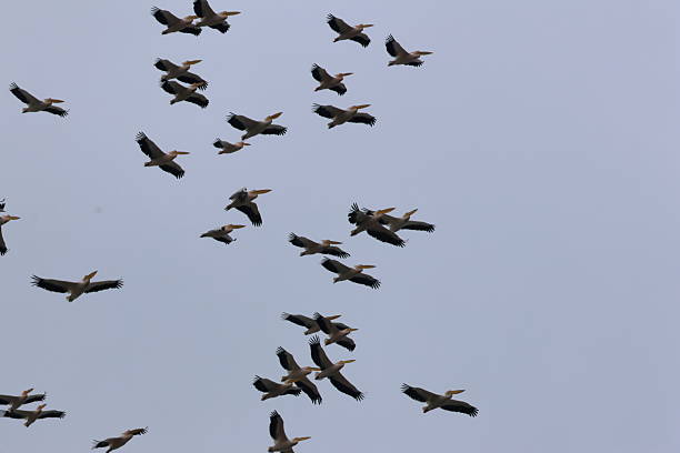 istock Close-up of 30 pelicans flying 2208654424