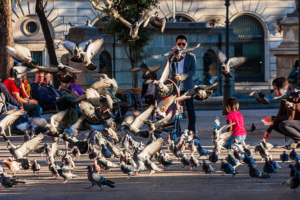 Barcelona, Spain. November 13th, 2010: A captivating moment at Plaza Catalunya as a flock of pigeons takes flight amidst a bustling public square. The golden afternoon sunlight bathes the scene, highlighting the dynamic motion of the birds. People enjoy the lively atmosphere, with some seated on benches while a child plays nearby. The contrast between the stillness of the people and the energy of the pigeons adds a unique charm to this urban moment.