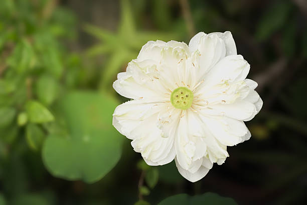 Blossom lotus flower, blooming white lotus flower with green leaf