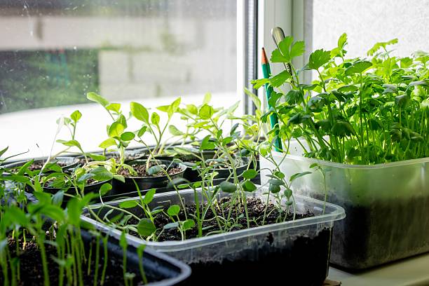 istock Seedlings on the windowsill. Gardening 2208658413