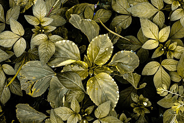 istock Top View of Lush Green Foliage with Repeating Leaf Pattern. Botanical Texture Background with Natural Leaf Symmetry 2208658494