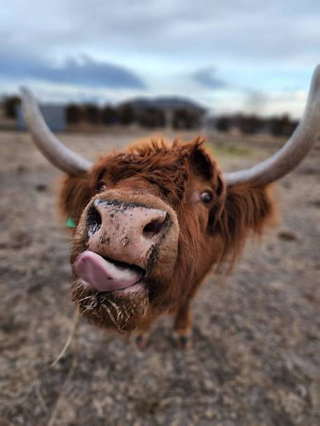 istock Highland Cow Licking Its Nose in Open Pasture 2208658601