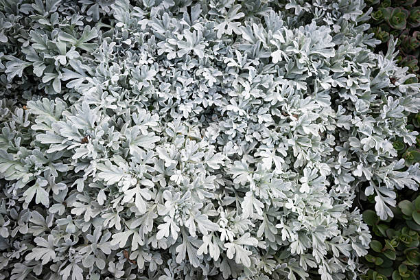 Dusty miller (Jacobaea maritima), also known as silver dust plants