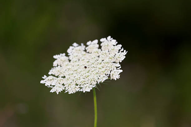 istock Queen Anne's Lace, Elk Lake, Michigan 2208662149