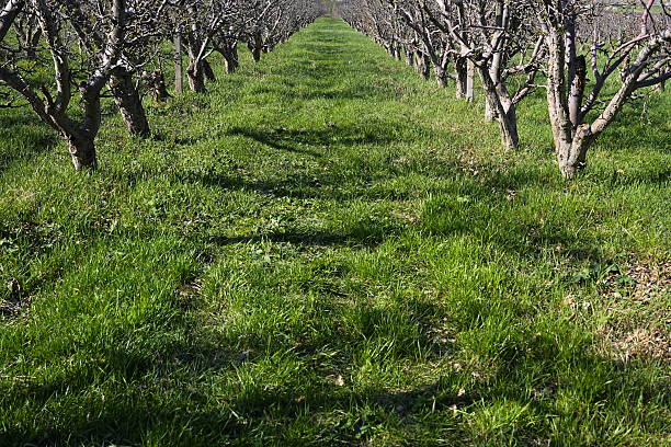 Apple orchard, apple trees, well-groomed apple orchard in spring