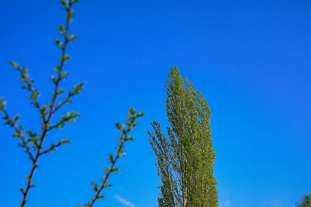 Lonely green poplar in spring, poplar, tree
