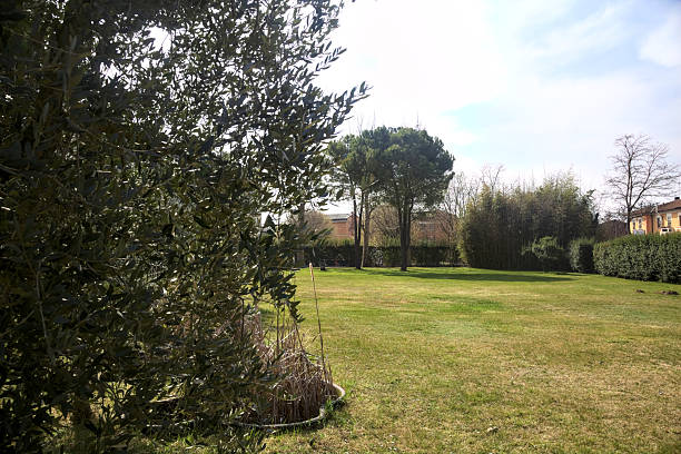 Garden in the countryside framed by a olive tree