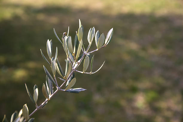 Olive tree branch with a shadow on the grass as background seen up close