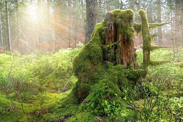 A moss-covered tree stump in a sunlit forest clearing, creating a serene natural scene