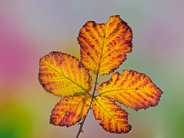Close-up of colorful wild bramble leaves. Focus stacking technique with multiple photographs.