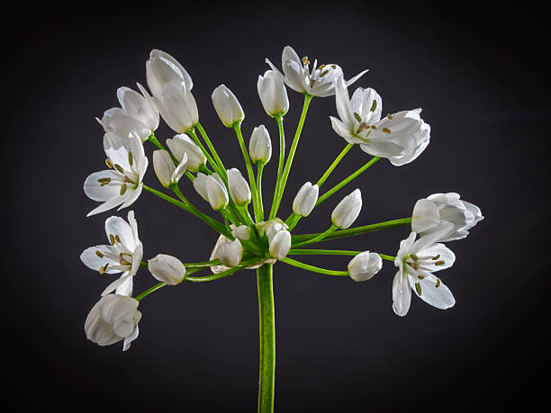 Close-up of a wildflower called Allium neapolitanum. Focus stacking technique with multiple photographs.