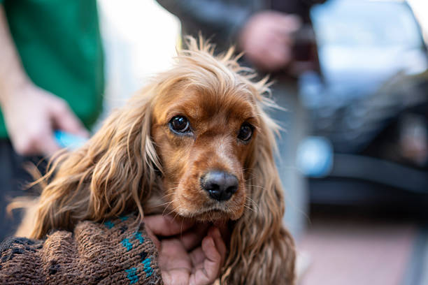 Portrait of a beautiful purebred cocker spaniel