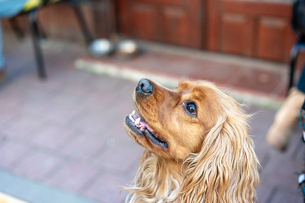 Portrait of a beautiful purebred cocker spaniel