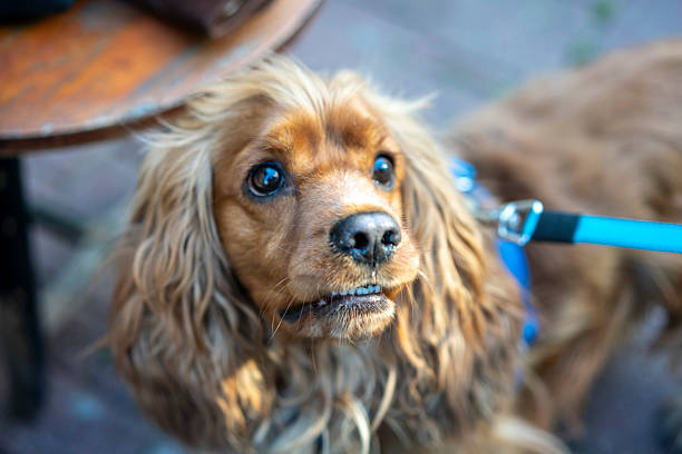 Portrait of a beautiful purebred cocker spaniel