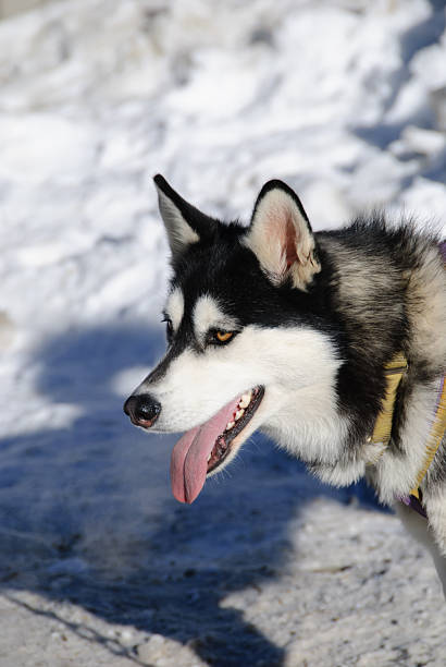 A close-up of a husky's face, showcasing its piercing orange eyes, thick fur, and alert expression. The dog's features are sharp, with a calm yet intense look.