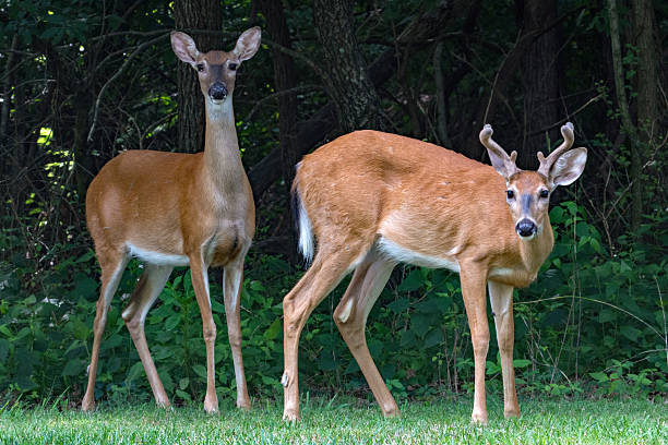 istock Deer - Doe & Buck by the Woods 2208677562