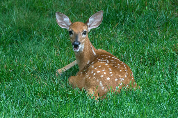 istock Deer - Fawn in the Grass 2208677828