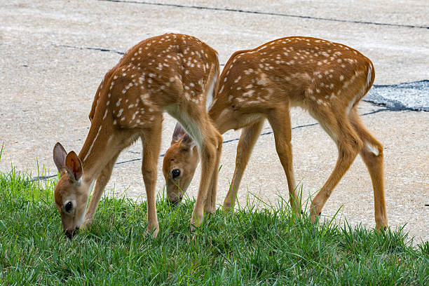 Deer - Two Fawns Grazing in a Lawn