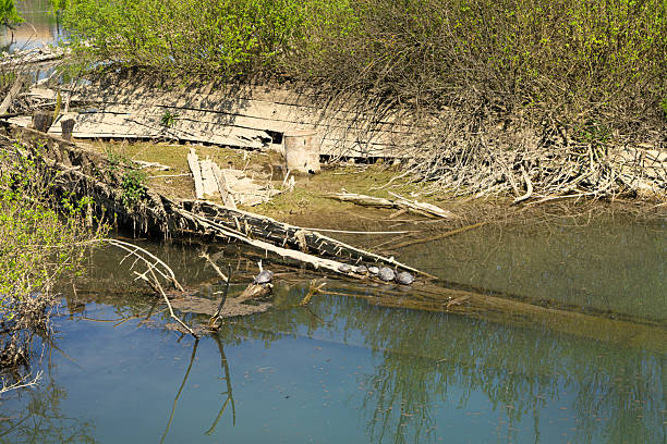 The cemetery of the Burci, typical Venetian merchant boats from the early 1900s once used for river trade, in a bend of the Sile River near Casale sul Sile, near the city of Treviso, Italy