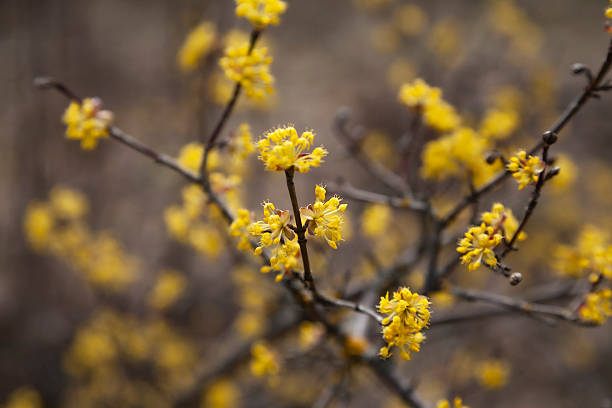 Yellow Cornelian cherry flowers blooming on the branches of a Cornus officinalis tree in early spring.