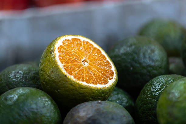 Group of orange fruits on market stall at local green grocery.