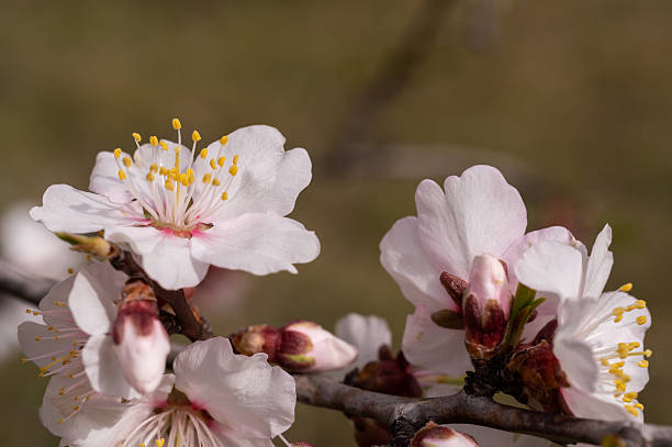 Close-up of  beautiful blossoming Almond branch isolated on white background. Prunus triloba.