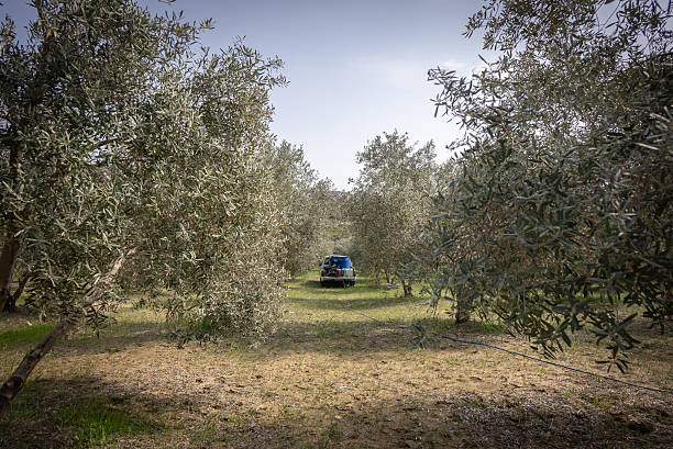 Sprayer working on a truck in an olive grove