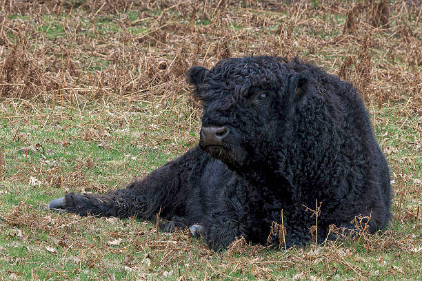 Nature reserve outside the city. Black Highland Bull Resting in the Forest