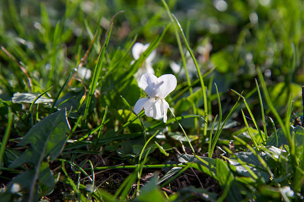 White violets with raindrops on a spring rainy afternoon. Sweet White Violet, Violets, Willdenow Violet, Woodland White Violet, Viola patrinii