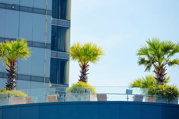 Palm trees on rooftop garden of hotel at junction of Ladprao Rd and ratchadaphisek Rd in Bangkok Ladprao