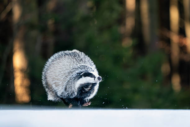 istock European Badger Running Through Forest During Wintertime with Motion Blur. Meles meles 2208692973
