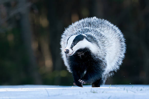 istock European Badger Walking on Snow in a Woodland Setting 2208692989