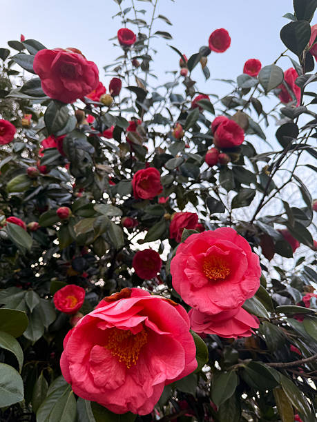 istock Red camellia flowers growing on a dense bush under daylight. This image can be used in nature visuals, product packaging, and floral design references. 2208694902