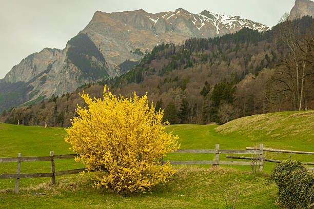 A yellow-leaved tree in Heidi's village