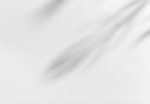 istock Shadow of leaves tree plant overlay on white wall. Sunlight effect shadow on the wall. 2208695937