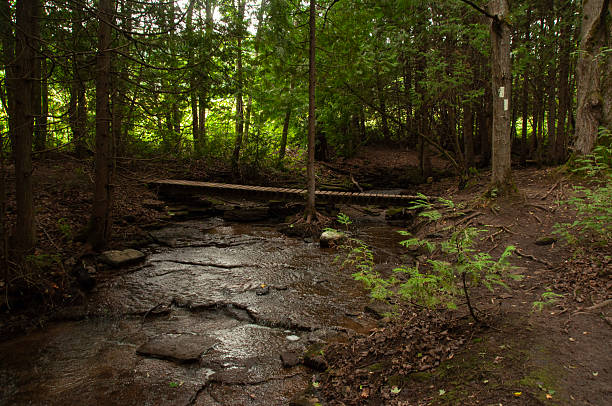 A Wooden Bridge Goes Over a Rocky Stream Through the Woods