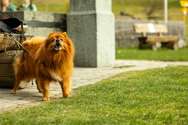 cute dog at outside