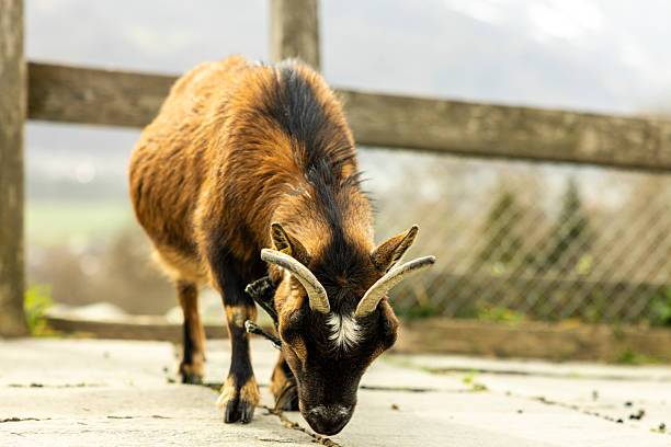 A goat with curved horns enjoys grazing on fresh green grass in a peaceful outdoor setting. Surrounded by stones and wild plants, it reflects the charm of nature.