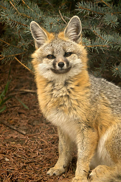 istock Wild gray fox shelters under blue spruce pine tree Colorado foothills 2208697483