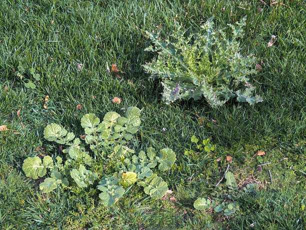 Various weeds growing in an unkept lawn.
