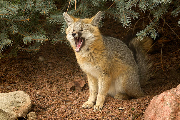 Sitting on pine needles with a thick coat of fur in the freezing spring temperatures in the Colorado foothills near Roxborough State Park, a wild female, gray fox takes shelter under a large Colorado blue spruce pine tree while yawning.