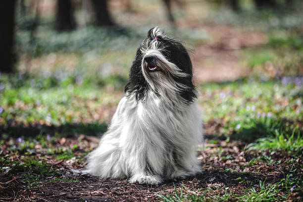 istock Tibetan terrier dog in the wind 2208698606