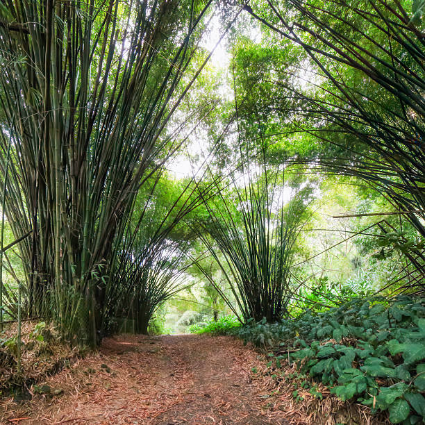 Dense bamboo forest with tall stalks arching overhead, creating a shaded natural pathway. Tobago island, Caribbean sea.