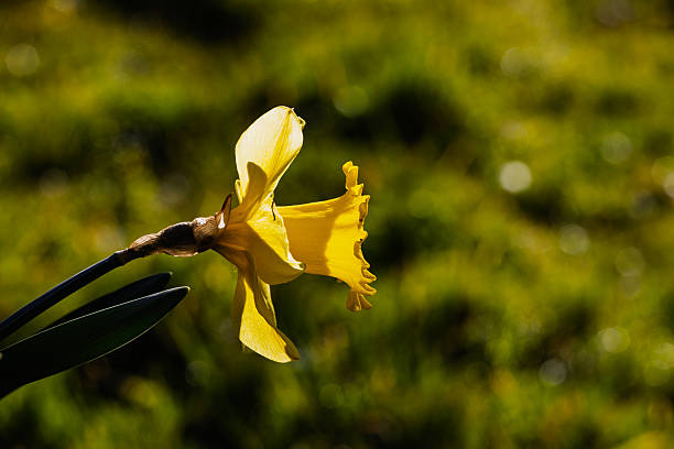 Beautiful daffodil seen from the side in spring