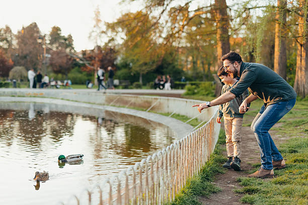 Father and son observing ducks in a pond at the park