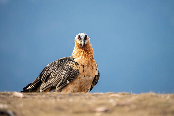 istock Bearded Vulture (Gypaetus barbatus) photographed in Spain 2208701204