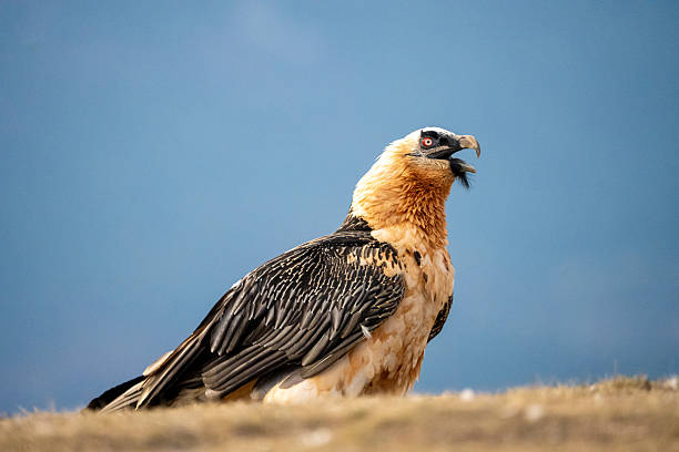 istock Bearded Vulture (Gypaetus barbatus) photographed in Spain 2208701220